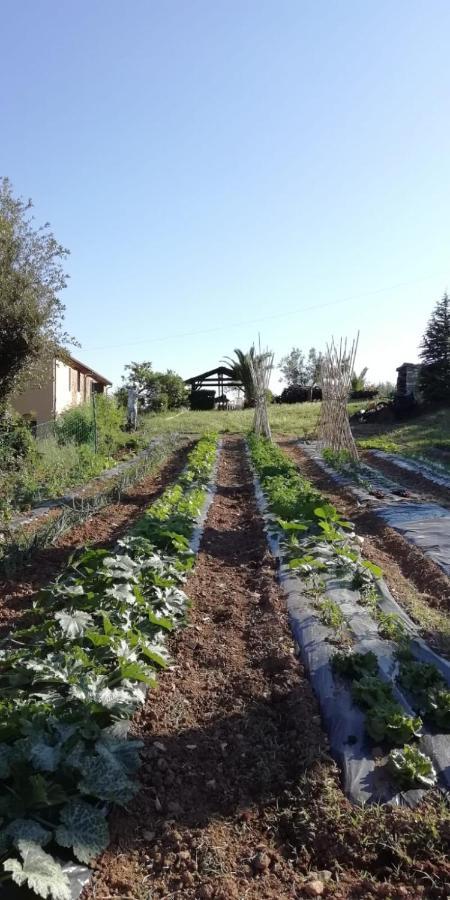 Podere Baloo Suvereto Kültér fotó