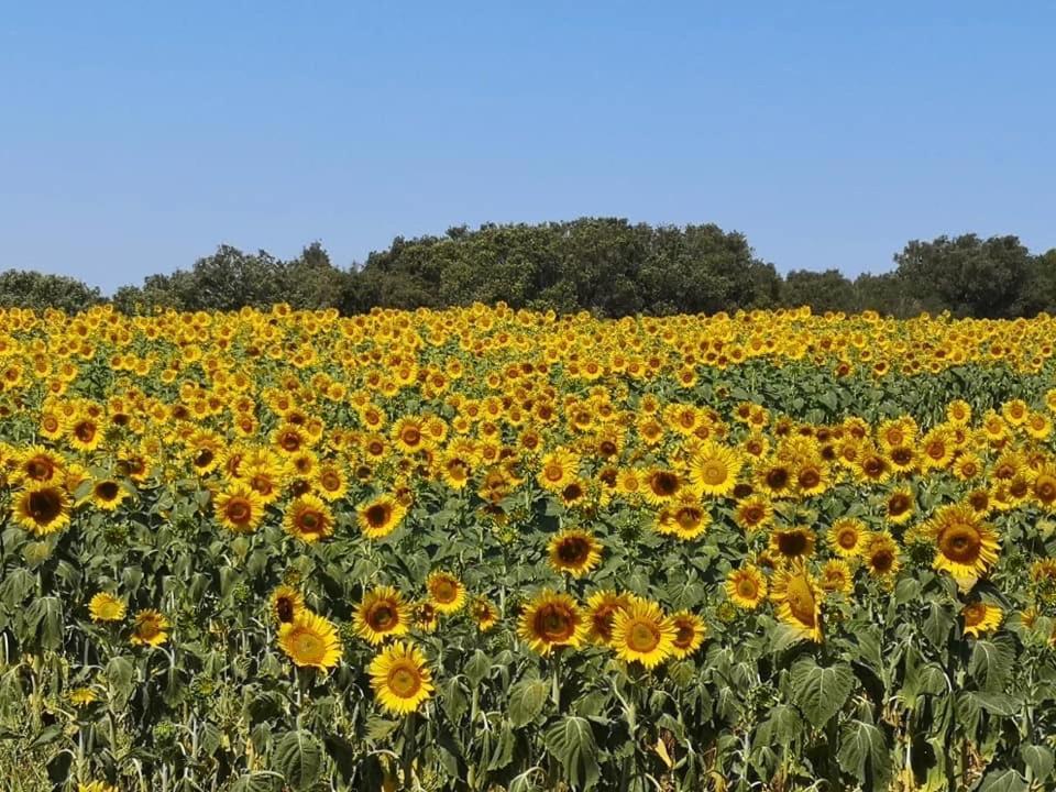 Podere Baloo Suvereto Kültér fotó