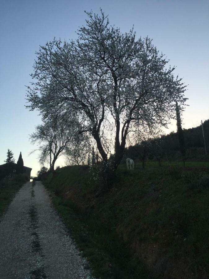 Podere Baloo Suvereto Kültér fotó