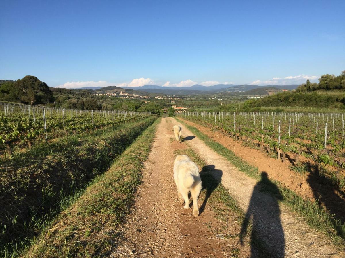 Podere Baloo Suvereto Kültér fotó