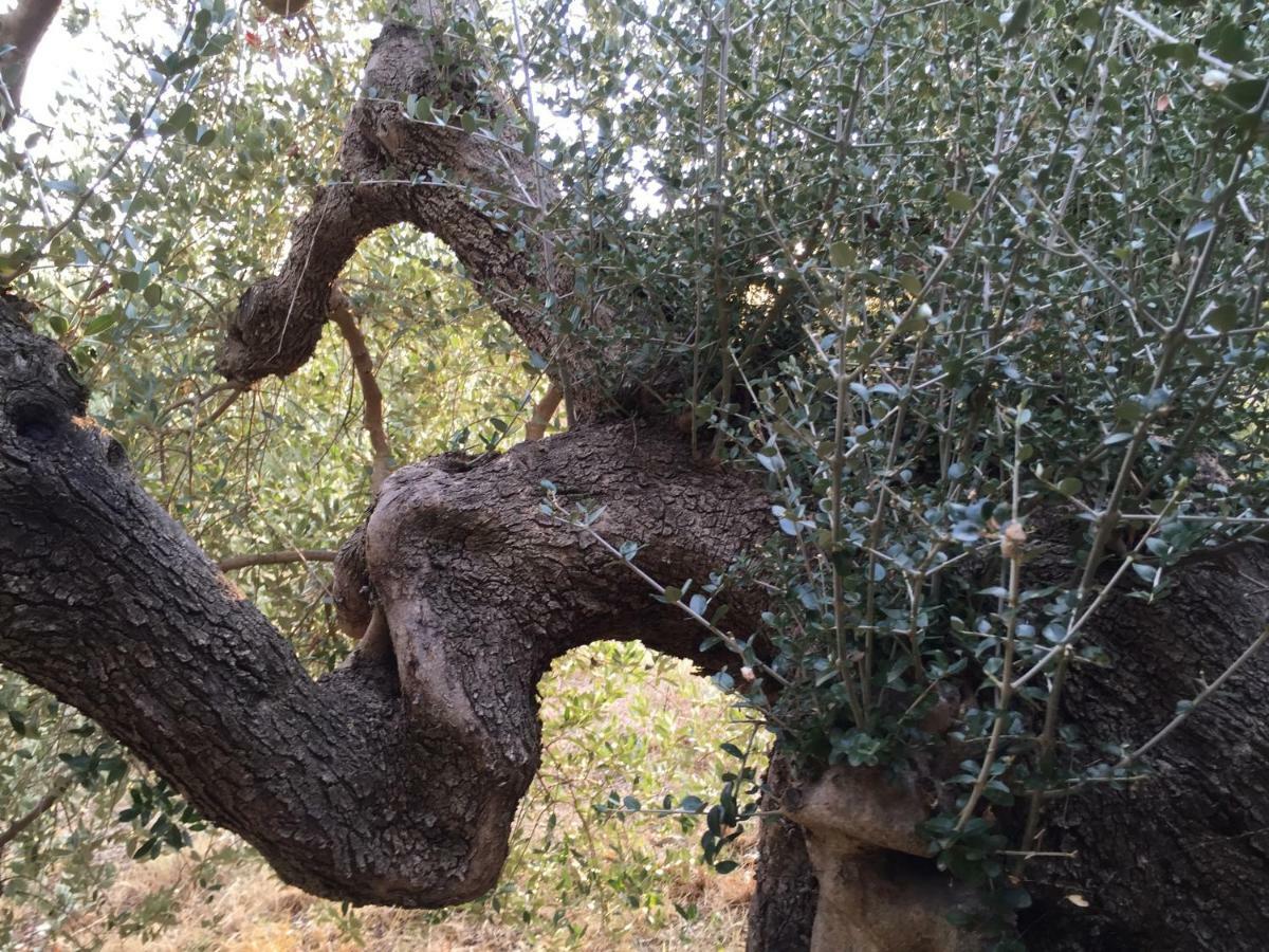 Podere Baloo Suvereto Kültér fotó